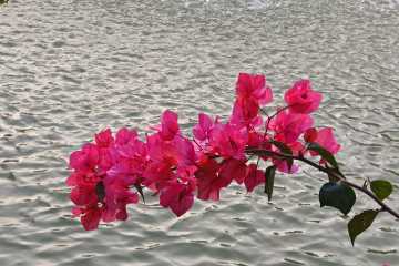 春暖花开，美不胜收