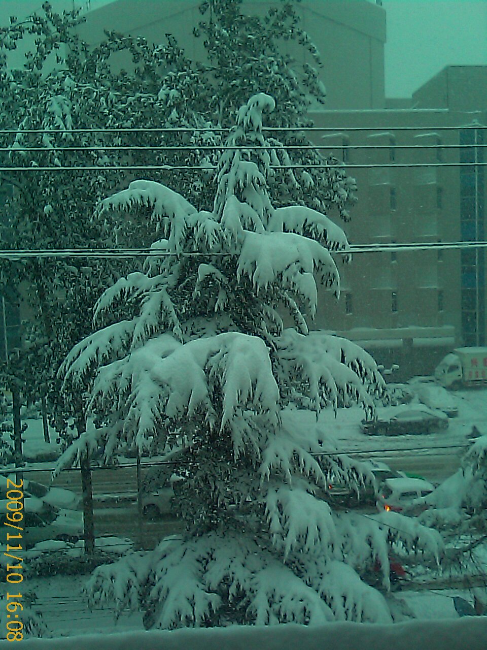 我办公室窗外路边的雪松