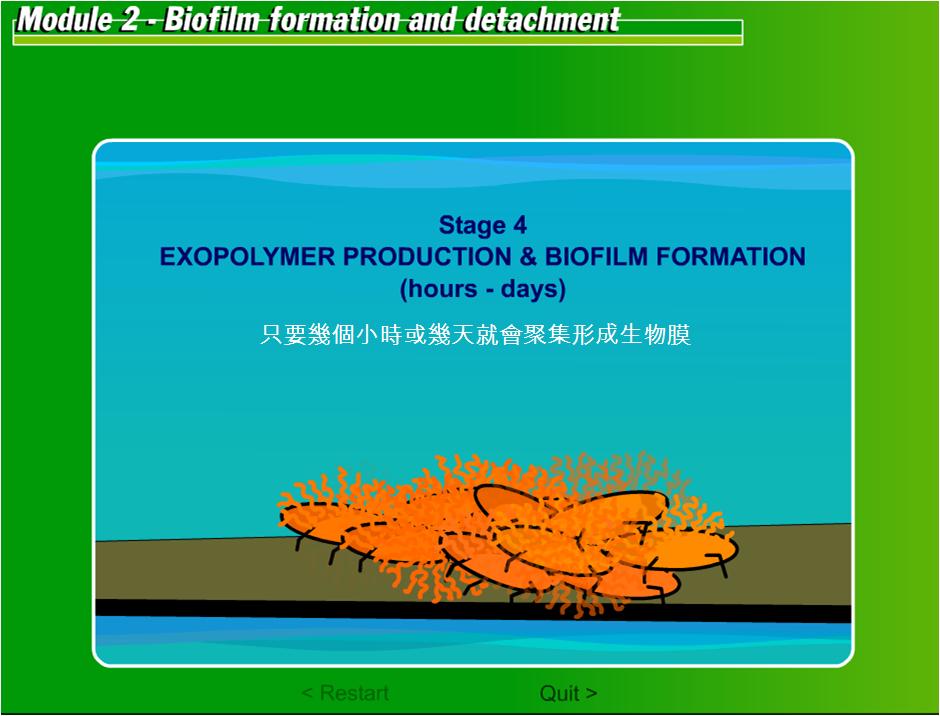 生物附著05.JPG