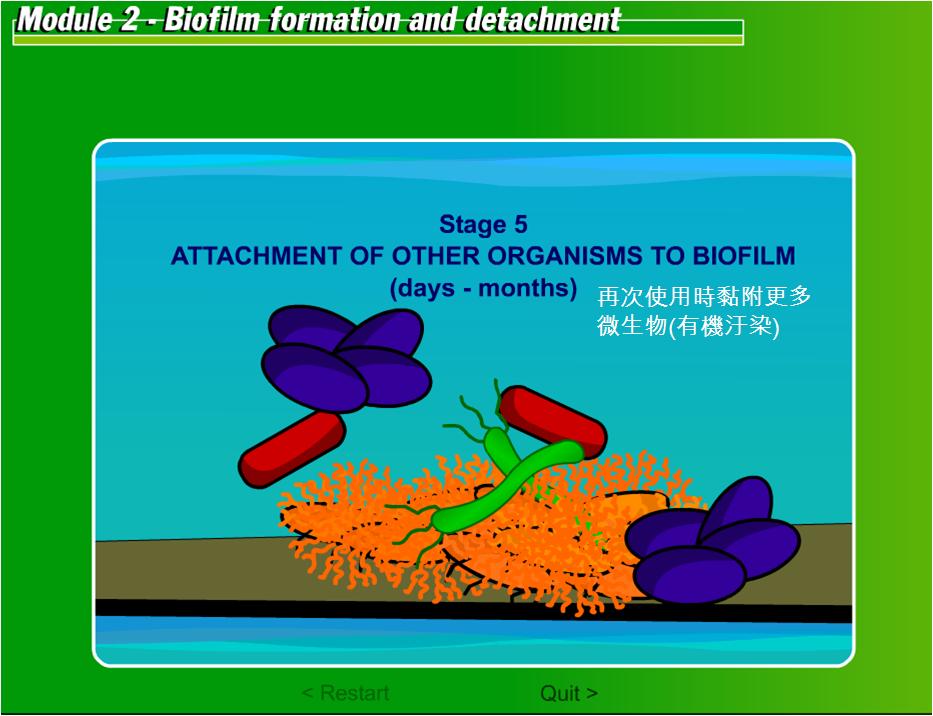 生物附著06.JPG