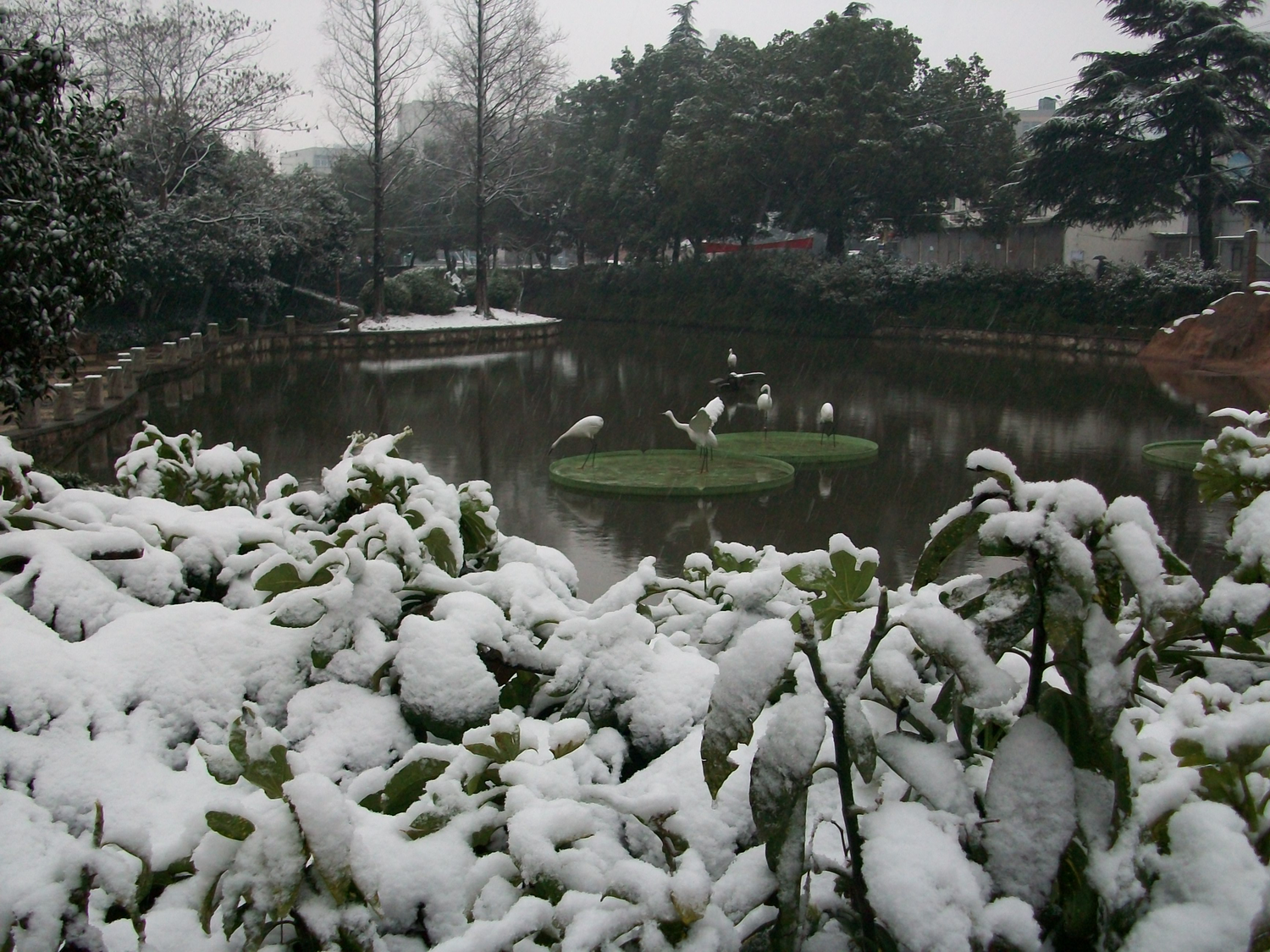 3月桃花雪（赭山5）.BMP