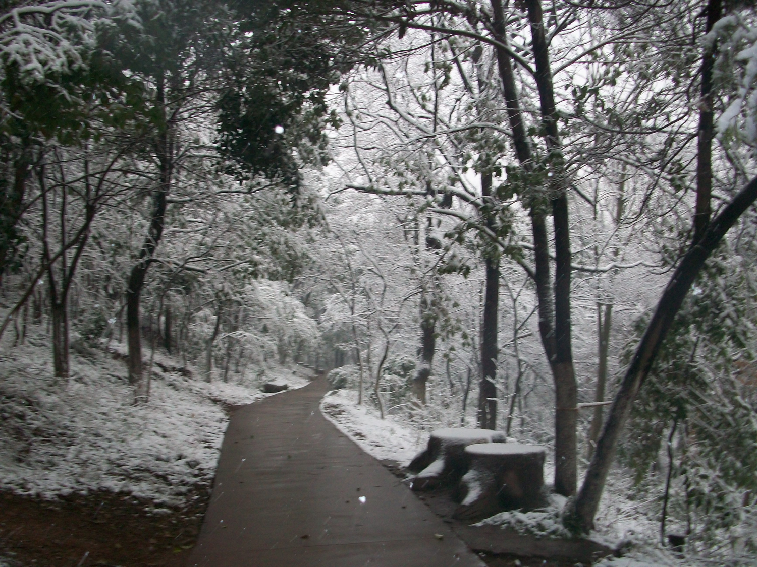 3月桃花雪（赭山小道）.BMP