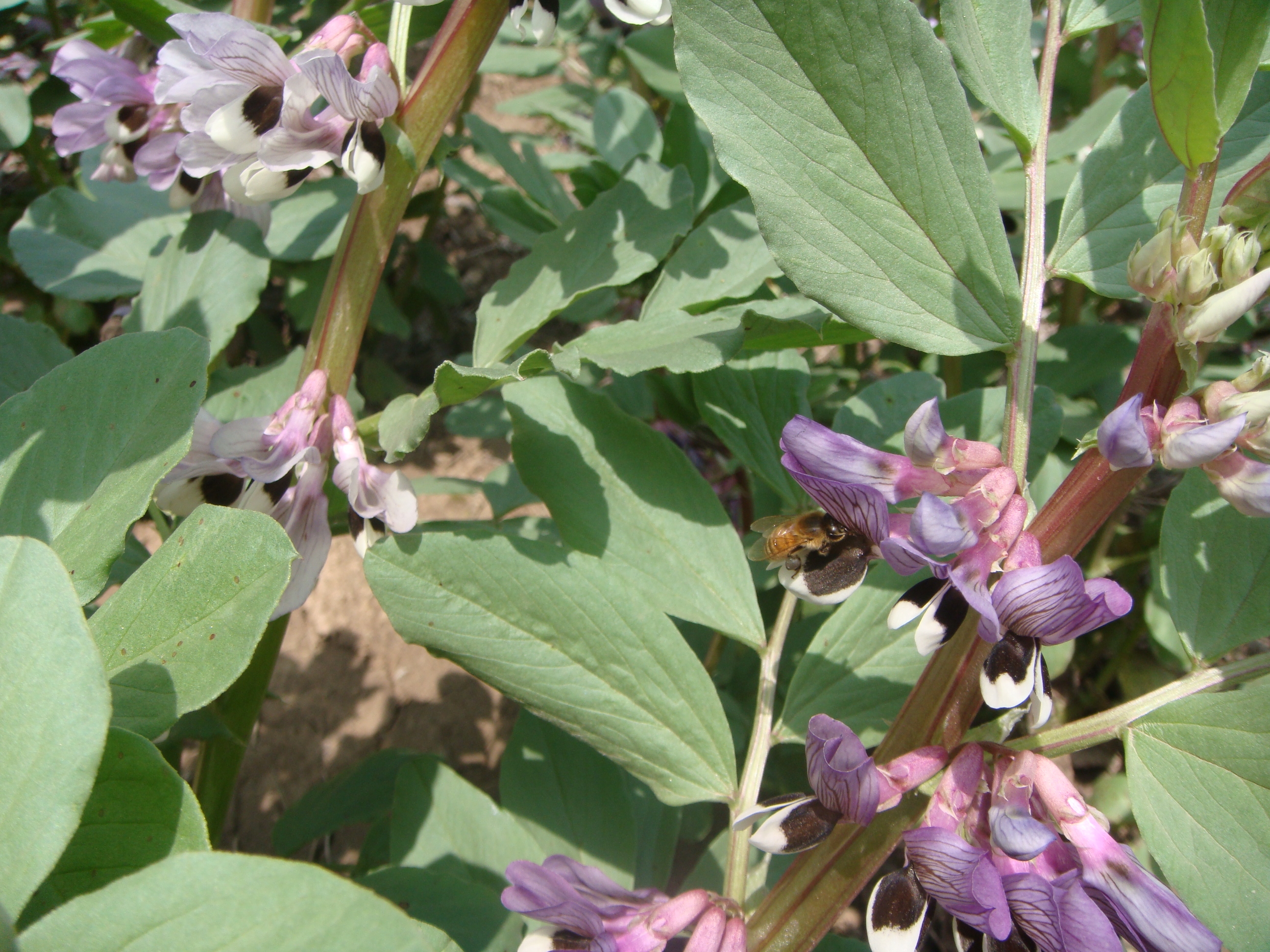 這是什麽花？.JPG