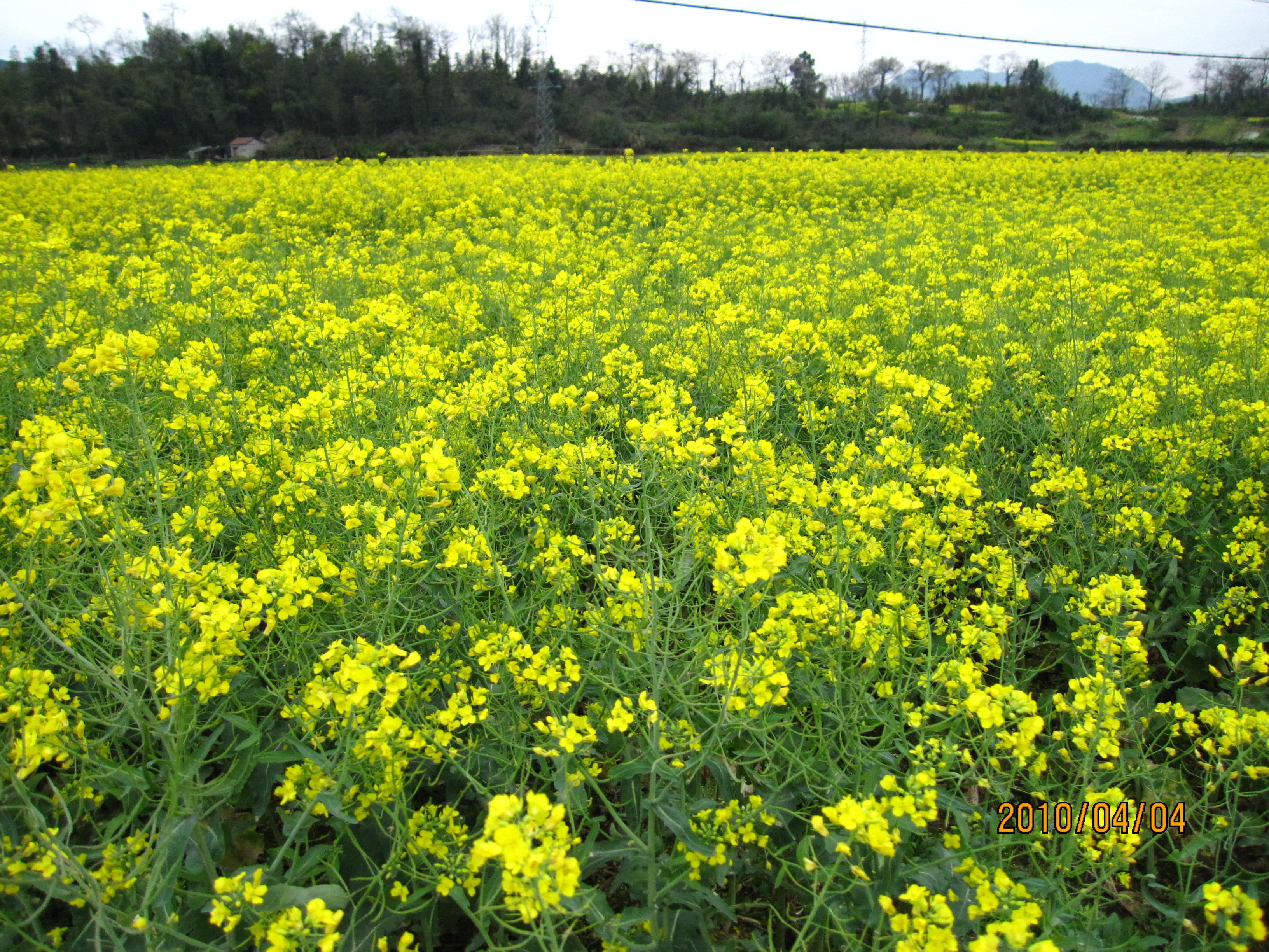 油菜花