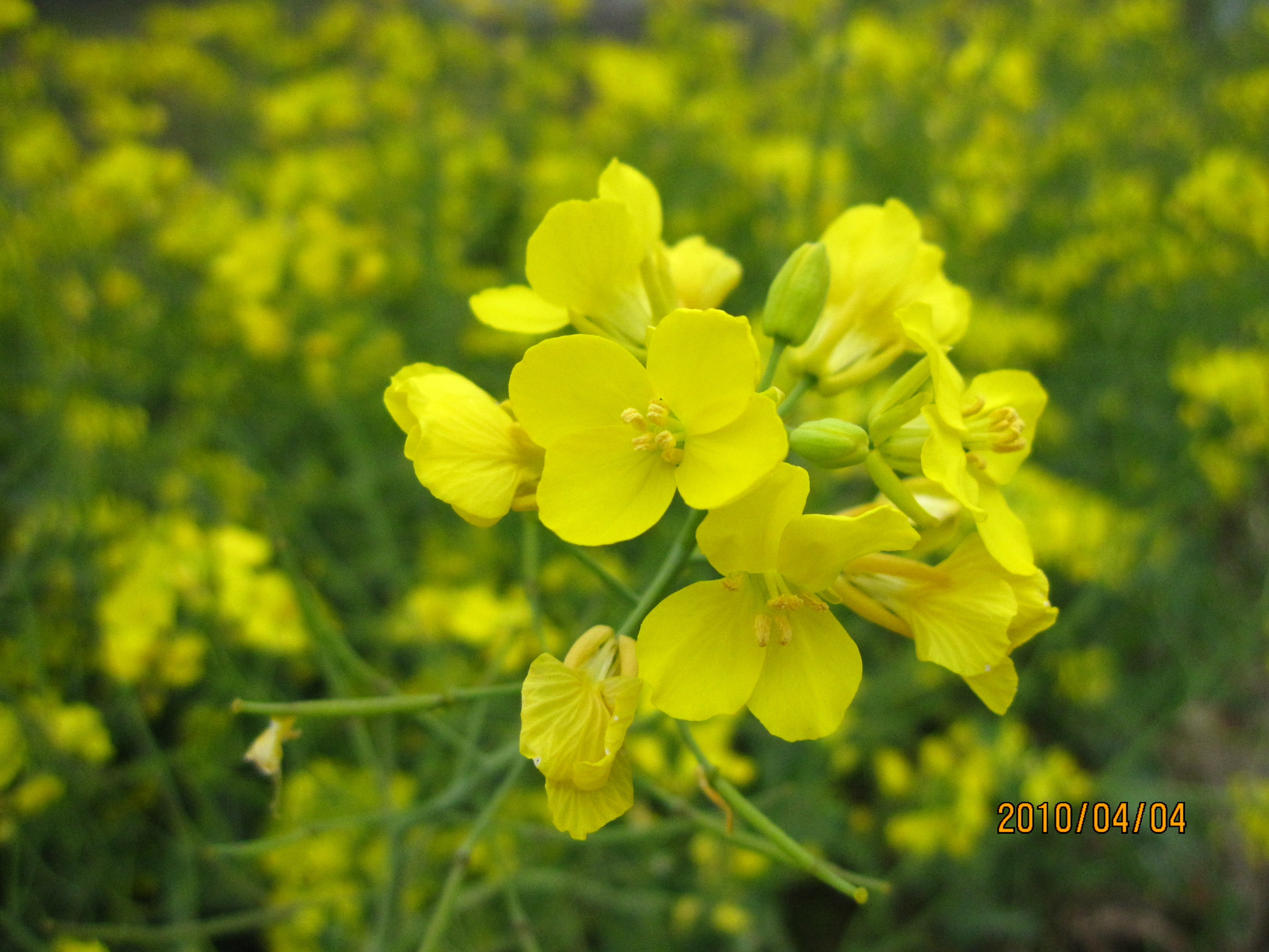 油菜花后