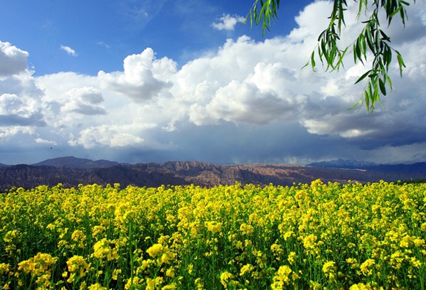 一片金黄油菜花.jpg