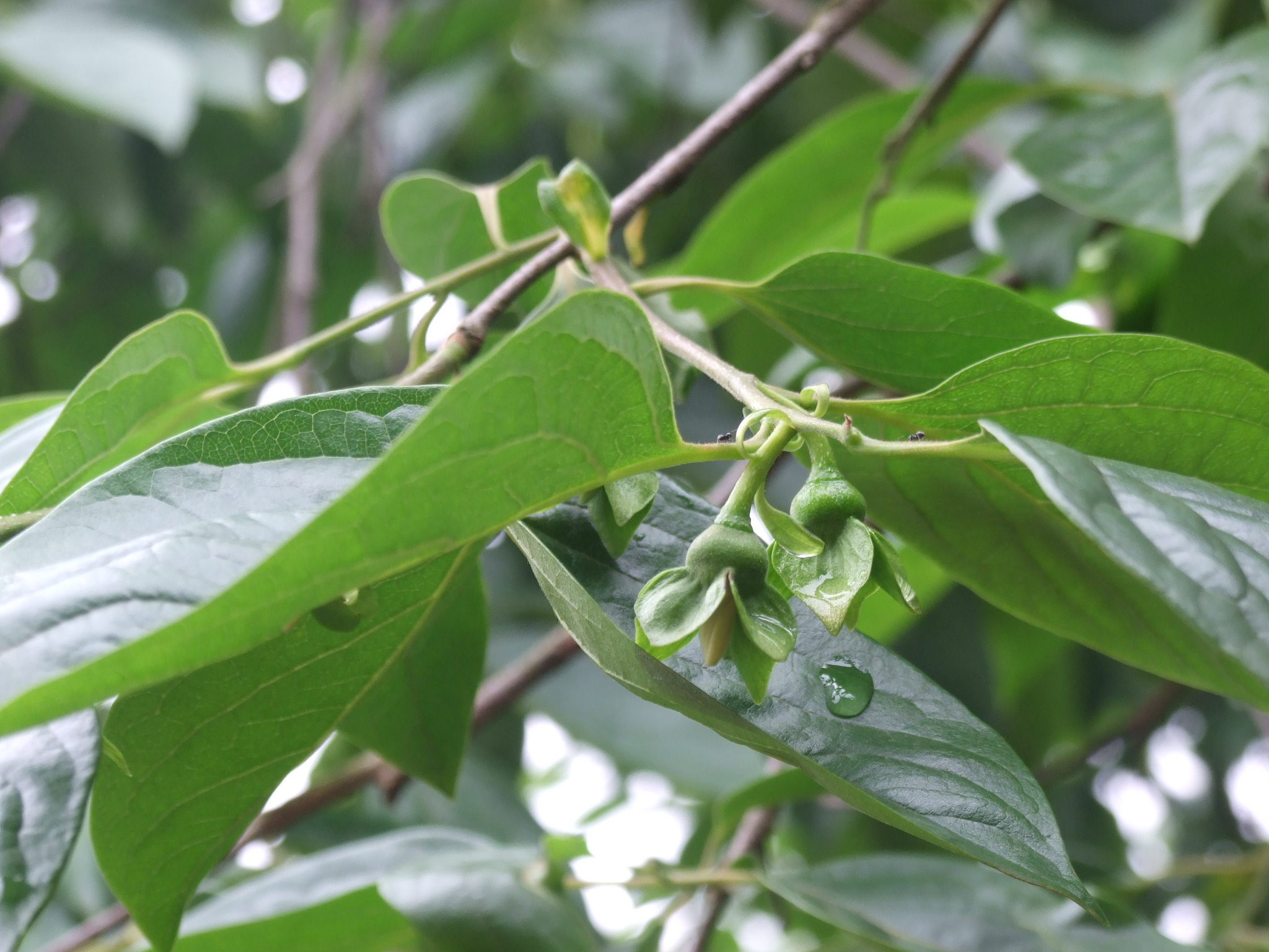 柿子花5.JPG