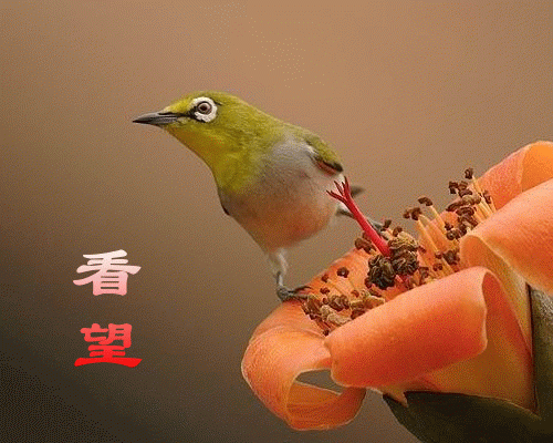 图片33.gif