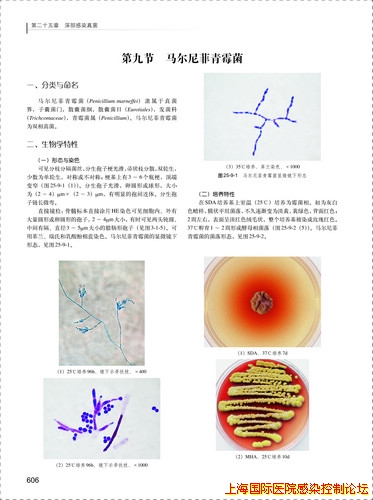 《实用医学微生物学检验与图谱》样张4.jpg