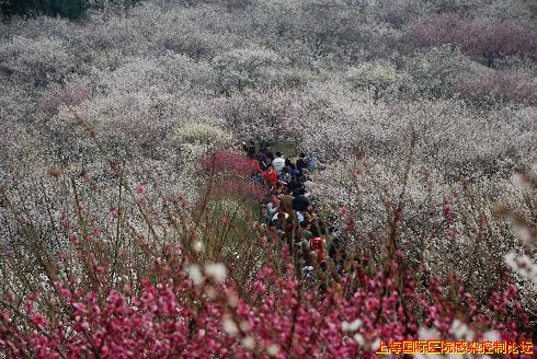 香雪海.JPG