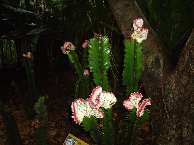 DSC03215.JPG