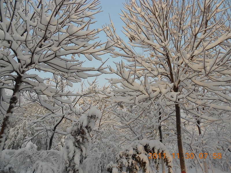 2011冬雪照片 003_副本.jpg