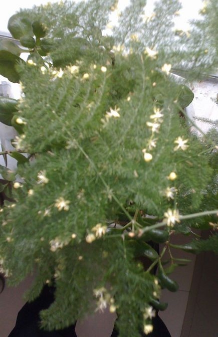 文竹的花