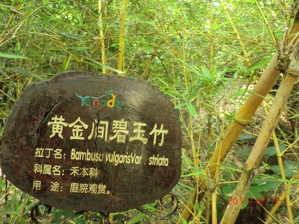 黄金间碧玉竹.jpg