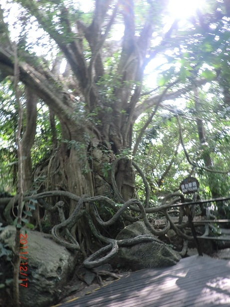 千年根吊石（侧面）.jpg
