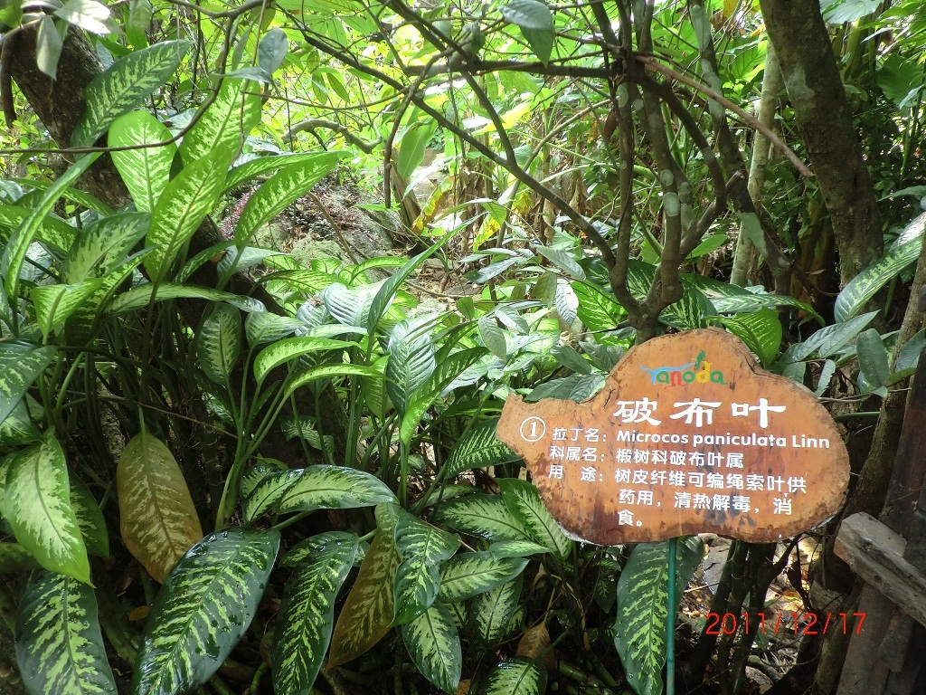 破布叶.jpg