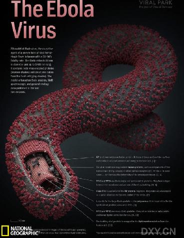埃博拉病毒.jpg