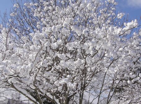 雪花树1.jpg