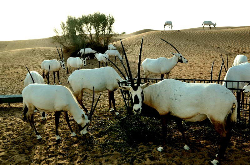 沙漠羚羊1.jpg