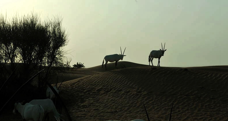 沙漠羚羊.jpg