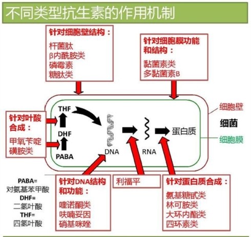 不同类型抗生素的作用机制.jpg