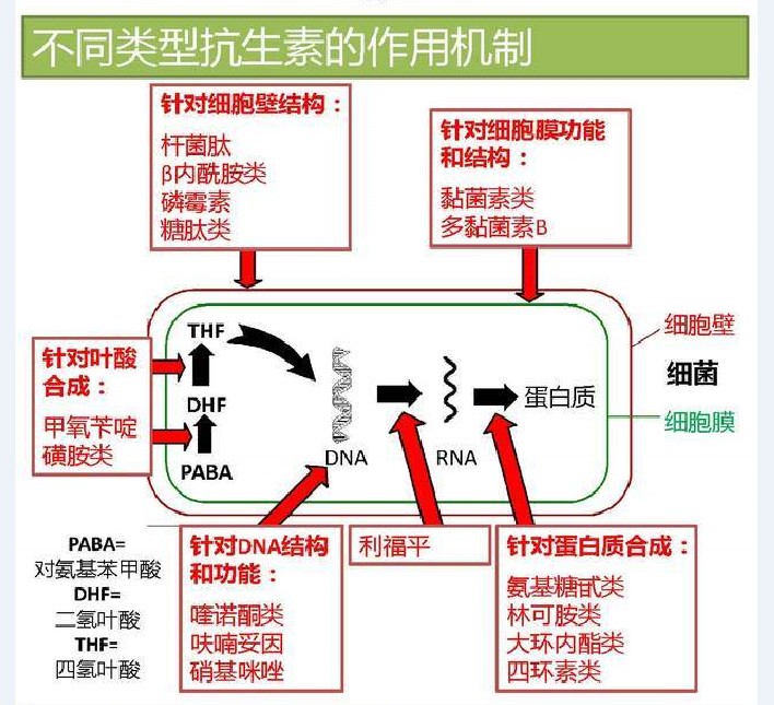 不同类型抗生素的作用机制