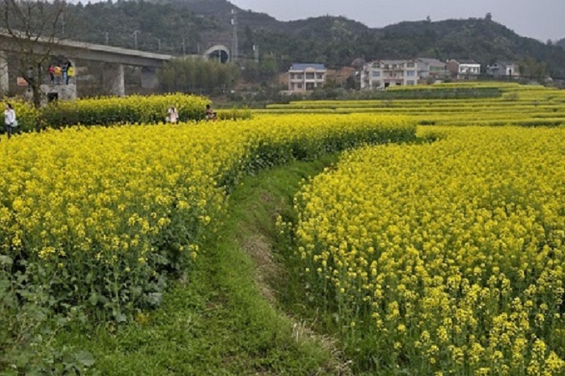 京广高铁窜村而过