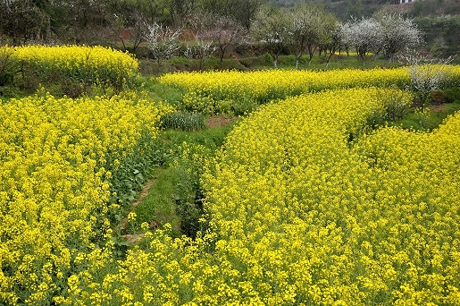 南方山多，农田依山型而定