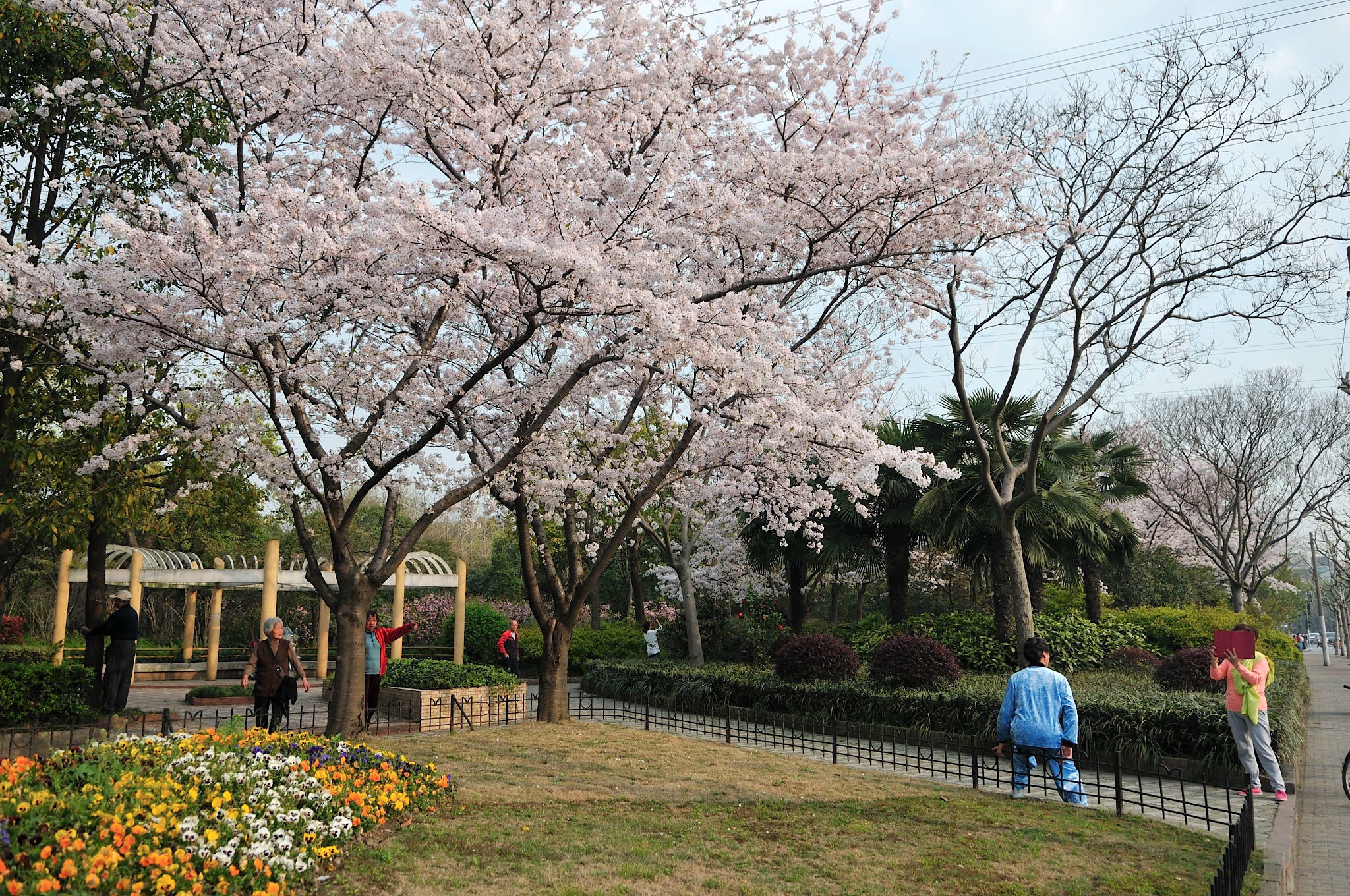 真光路樱花_1_04.JPG