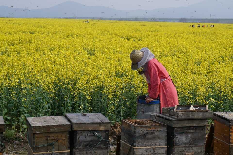 酿蜜人