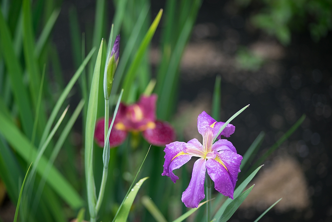 _DSC8548.jpg