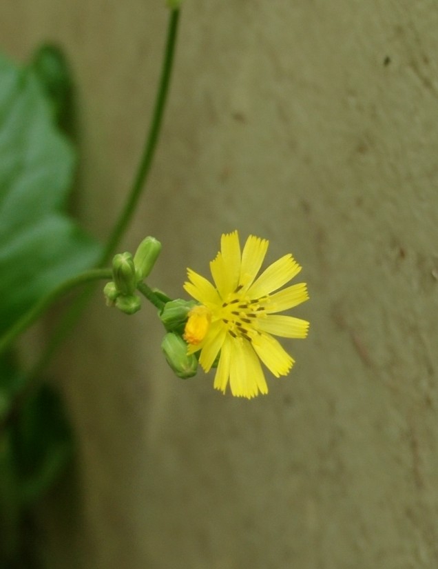 小野花之鹌鹑菜花.jpg