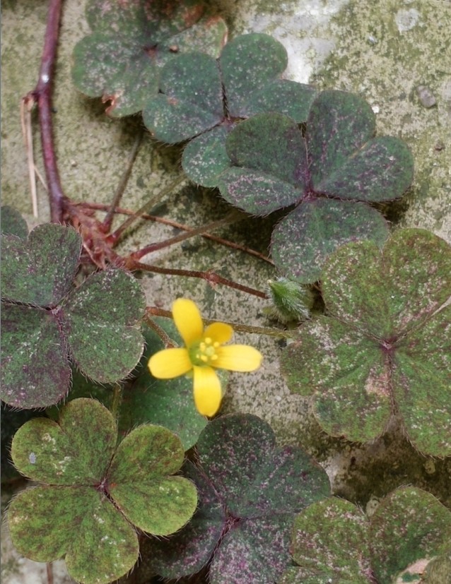 小野花之酢浆草.jpg