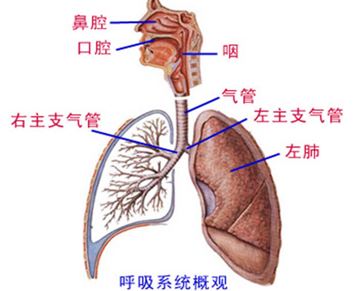 呼吸系统.jpg