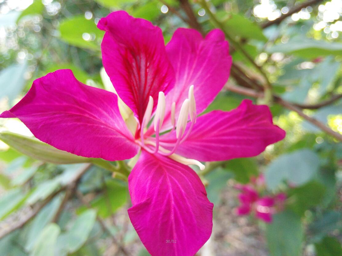 紫荆花15.jpg