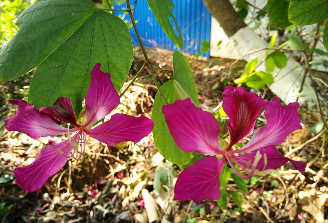 紫荆花17.jpg