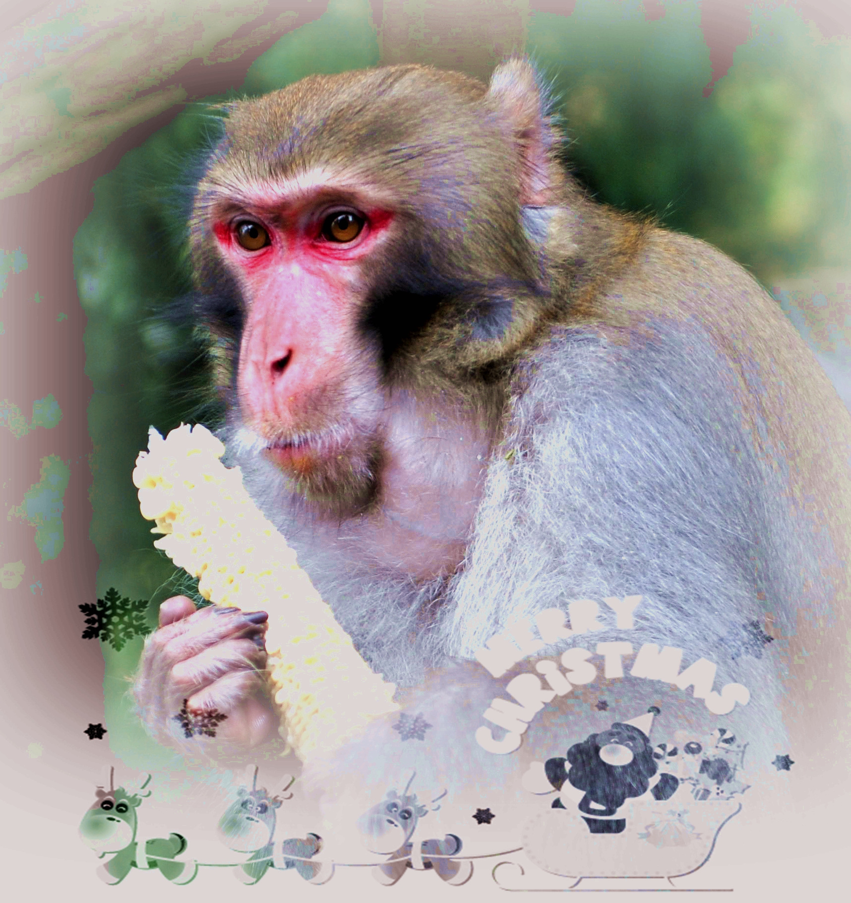 黄石寨野猴1.jpg