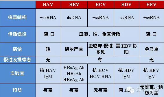 一图了解5种病毒性肝炎的特点：