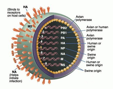 H7N9禽流感病毒.jpg