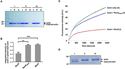 Luo-lab-article.jpg