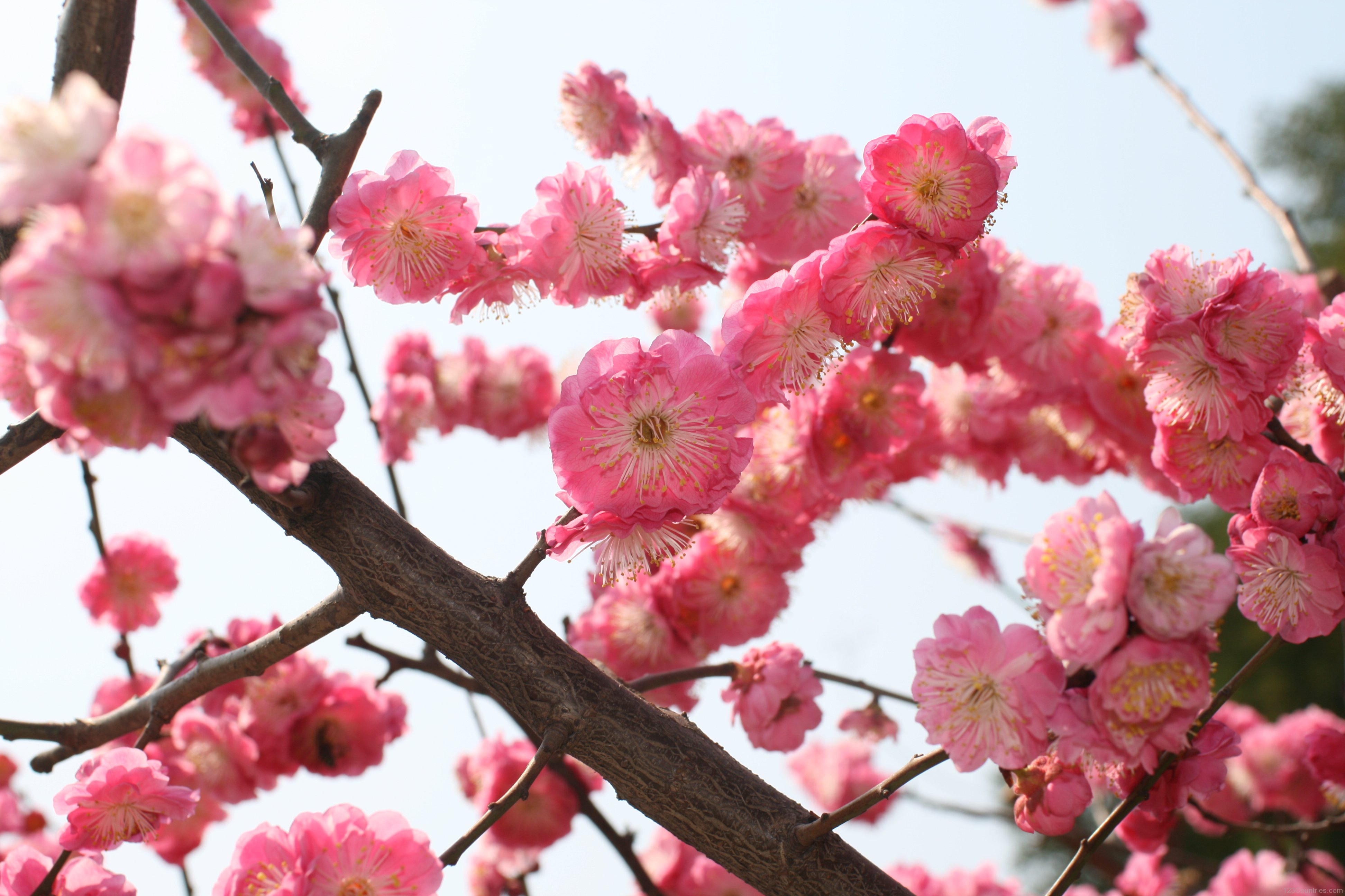 Plum-Blossom.jpg