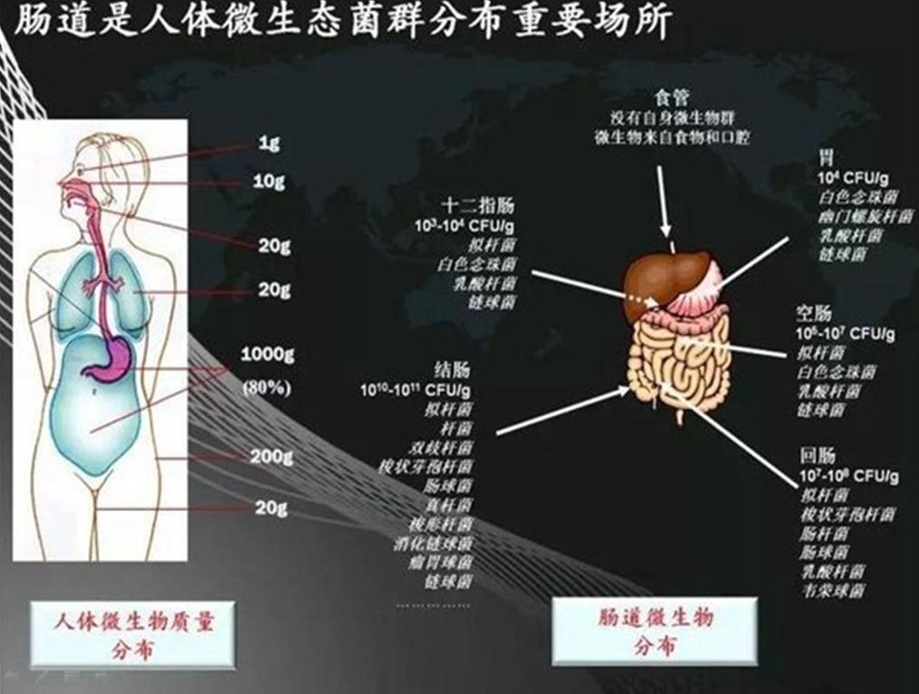 肠道微生物分布.jpg