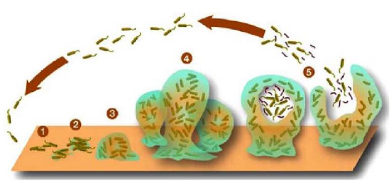 细菌生物膜的形成和循环.jpg