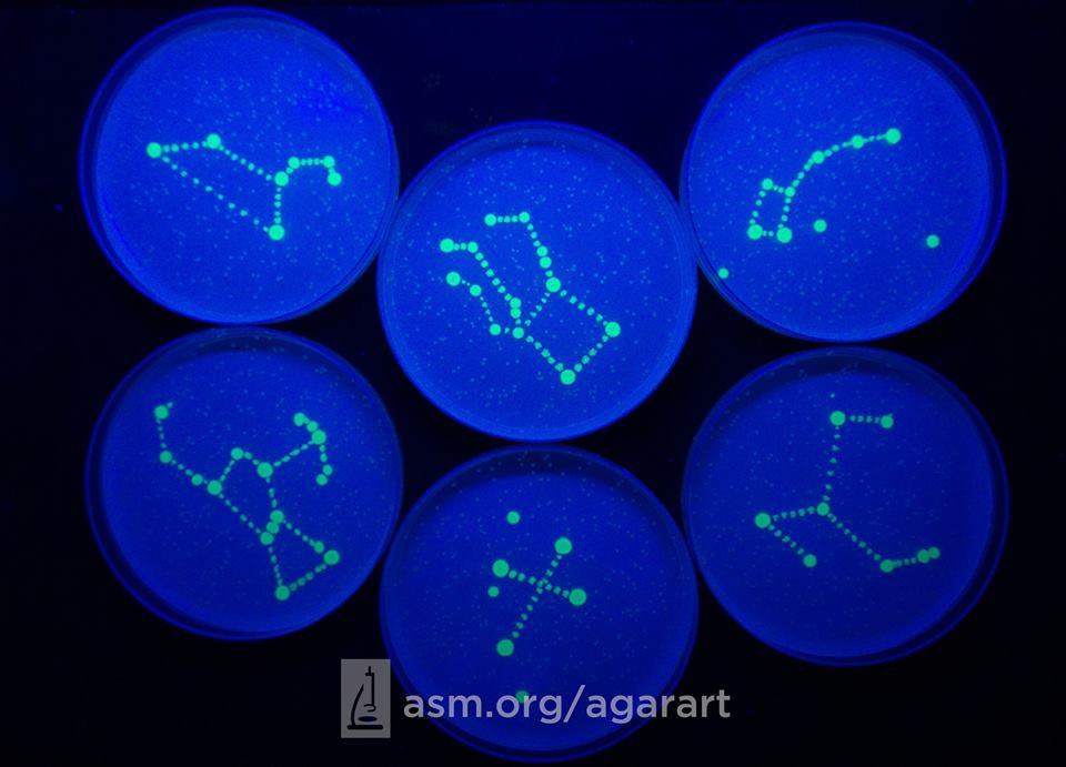 agarart4.jpg