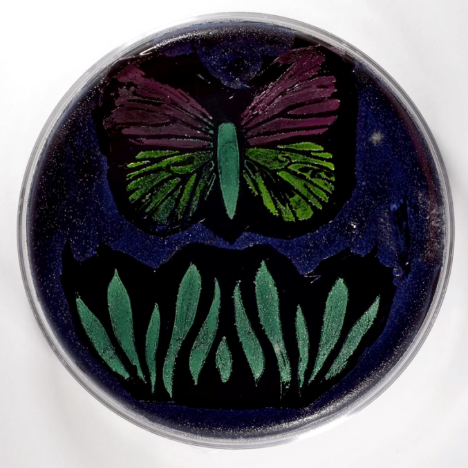 agarart8.png