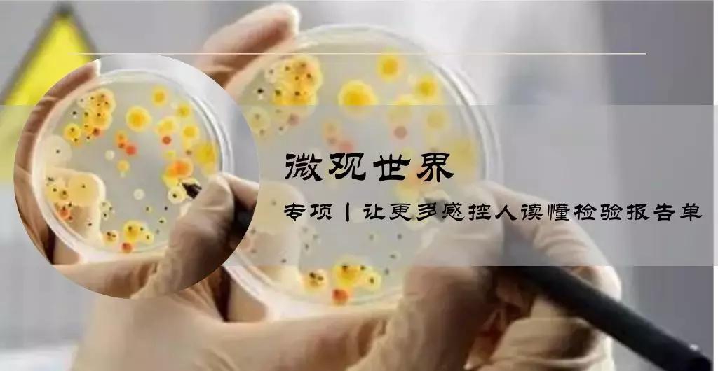 微观世界丨重要机会致病菌：铜绿假单胞菌