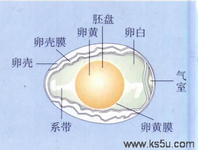 鸡卵的结构.jpg