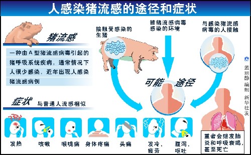 人感染猪流感的途径和症状.jpg