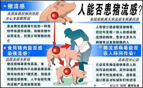 猪流感图片.jpg