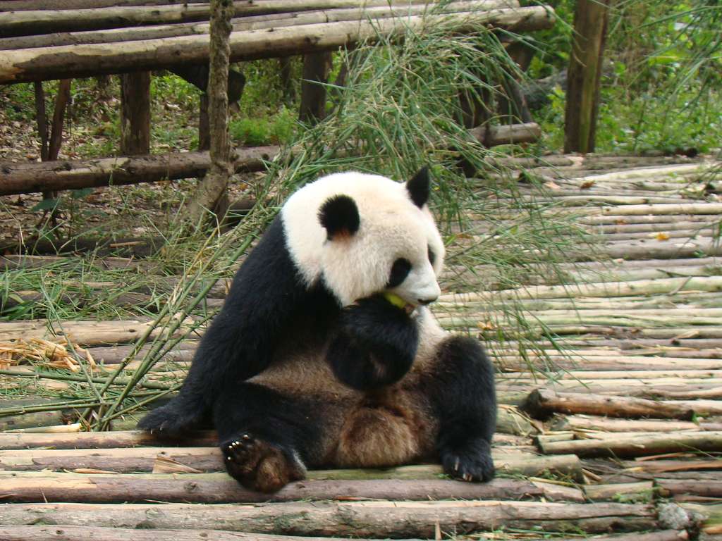 饿了，肯个苹果先.jpg
